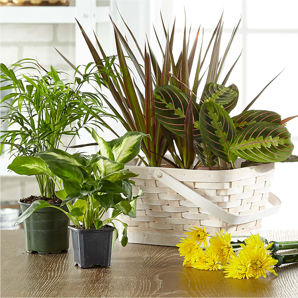 Florist Designed Blooming and Green Plants in a Basket – Jnblooms Llc, Spring Hill FL