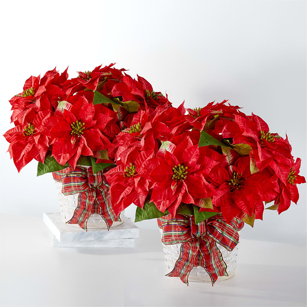 Happiest Holidays Poinsettia Bundle – Jnblooms Llc, Spring Hill FL