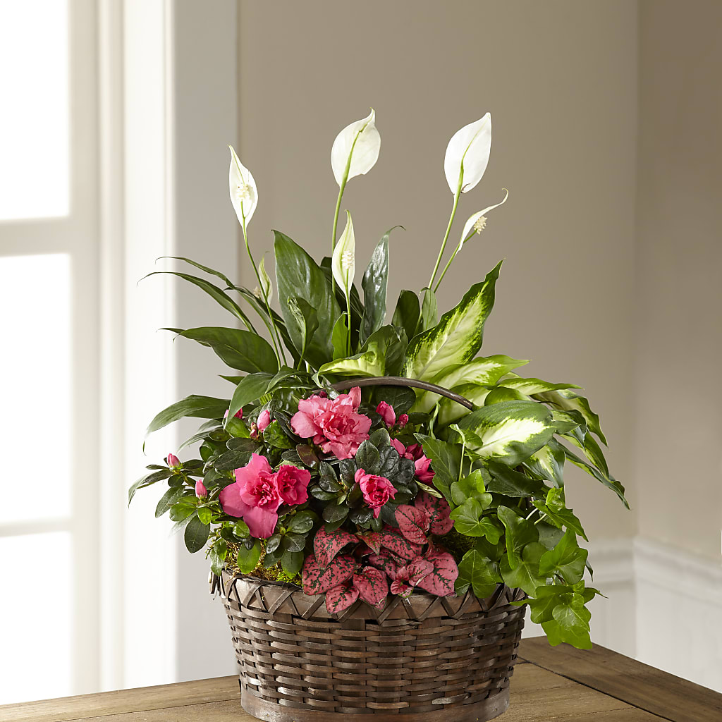 Dream in Pink Dishgarden – Jnblooms Llc, Spring Hill FL