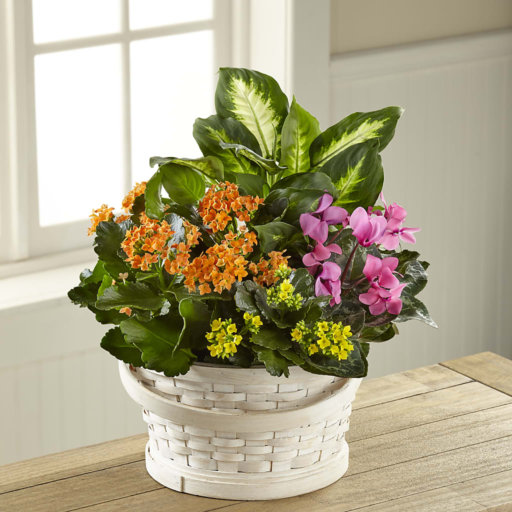 Color Crush Dishgarden – Jnblooms Llc, Spring Hill FL