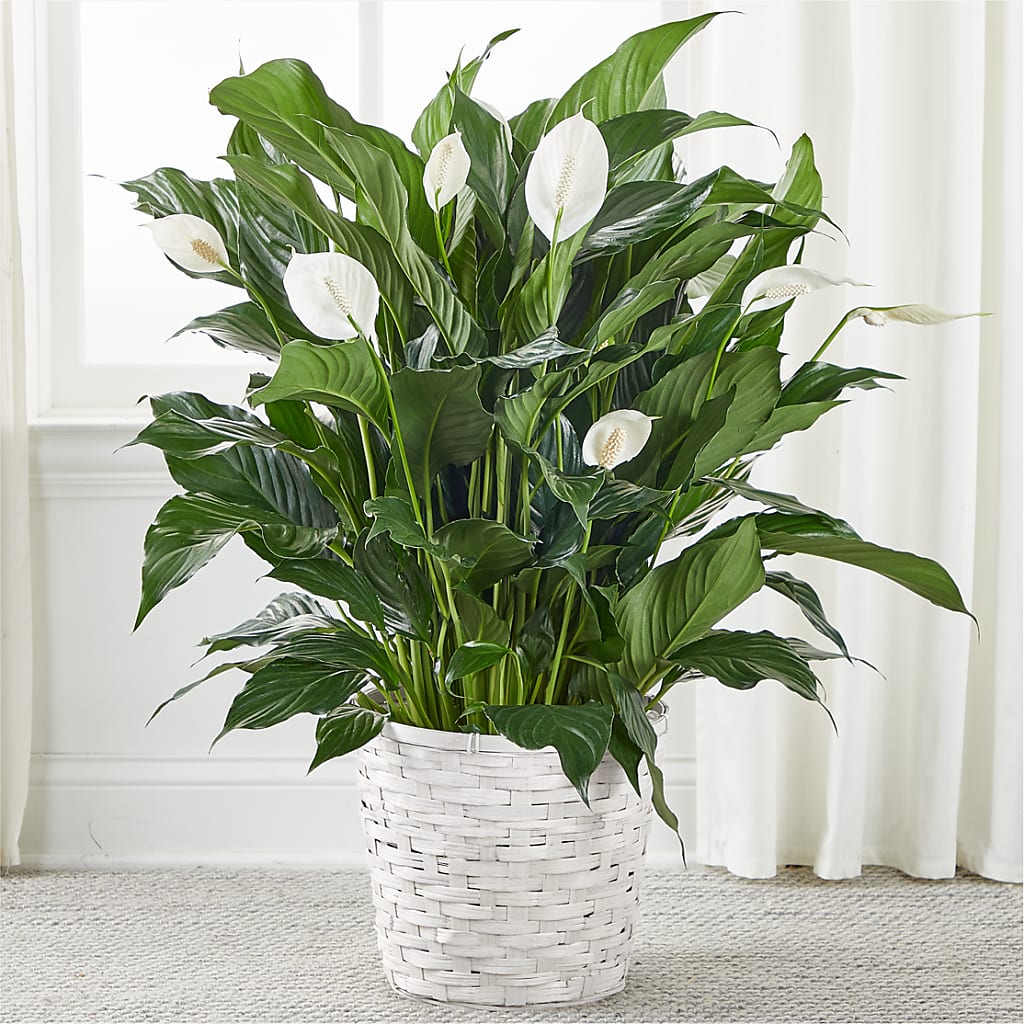 A New Leaf Peace Lily – Jnblooms Llc, Spring Hill FL