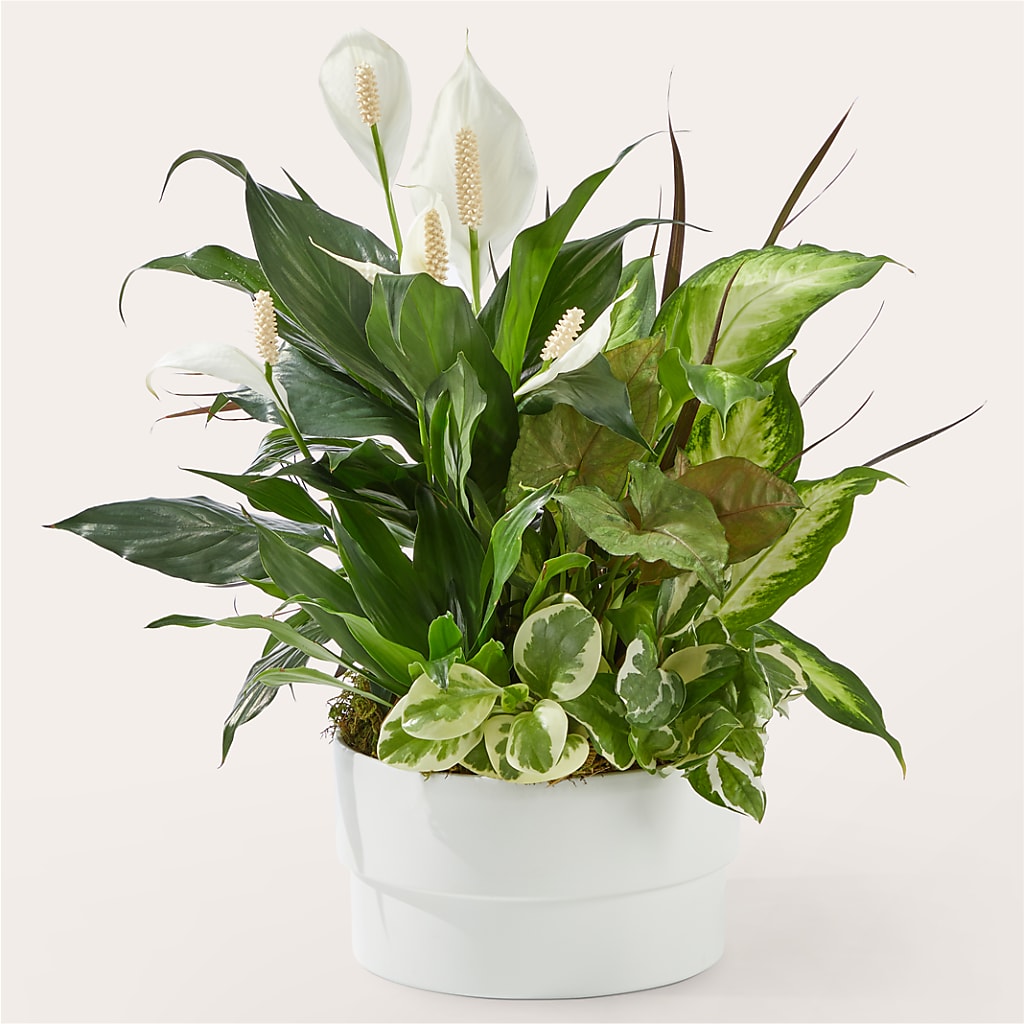 Radiating Positivity Dishgarden – Jnblooms Llc, Spring Hill FL