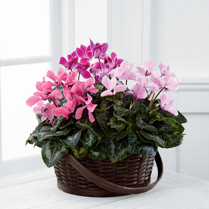 Mixed Cyclamen Planter –  Jnblooms Llc, Spring Hill FL
