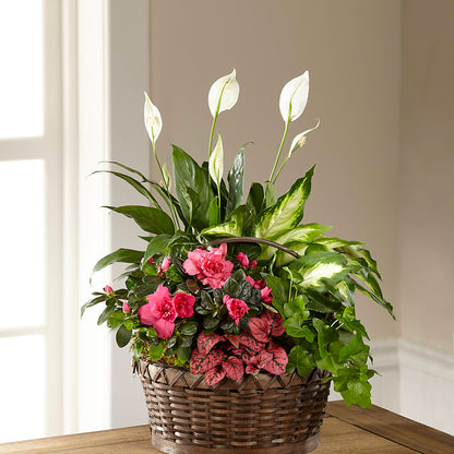 Dream in Pink Dishgarden –  Jnblooms Llc, Spring Hill FL