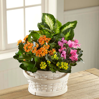 Color Crush Dishgarden –  Jnblooms Llc, Spring Hill FL