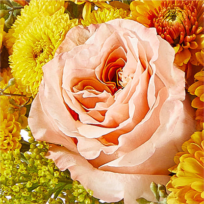 Peachy Pumpkin –  Jnblooms Llc, Spring Hill FL