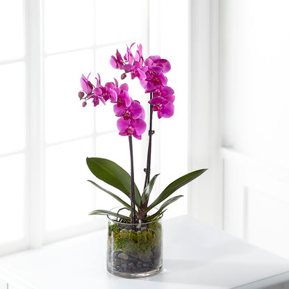 Pink Orchid Plant –  Jnblooms Llc, Spring Hill FL