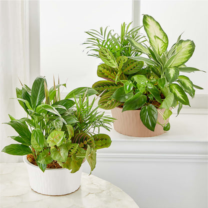 Balance & Harmony Dishgarden –  Jnblooms Llc, Spring Hill FL