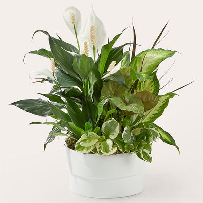 Radiating Positivity Dishgarden –  Jnblooms Llc, Spring Hill FL